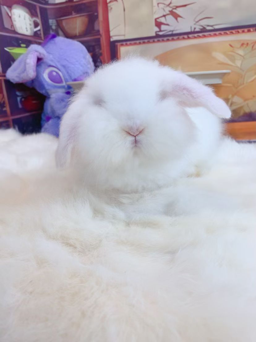 宠物兔